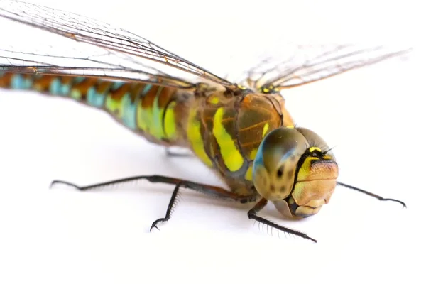 Dragonfly op een witte achtergrond. isolaat. Stockafbeelding
