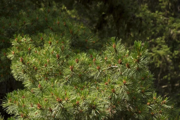 Ветви зеленой ели с конусами в горах Болгарии . — стоковое фото