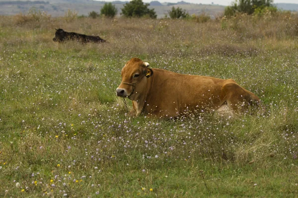 Red bull grazing in the meadow on summer day. — Stock Photo, Image