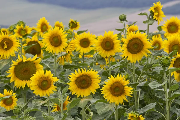 Large and bright sunflowers on the field. Large yellow petals of — Stock Photo, Image