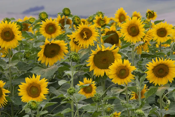 Large and bright sunflowers on the field. Large yellow petals of — Stock Photo, Image