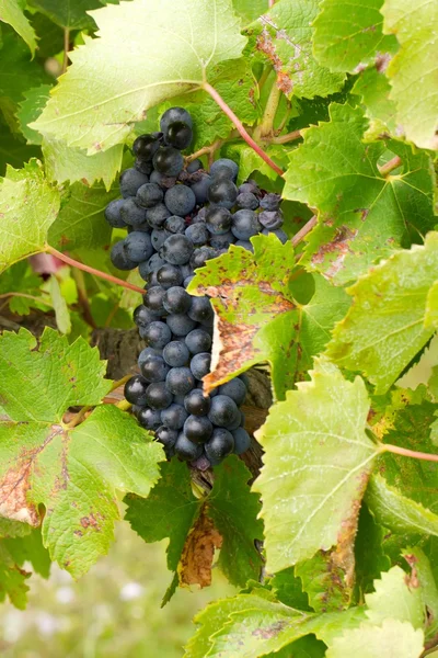 Bunches of red grapes growing in the vineyard — Stock Photo, Image