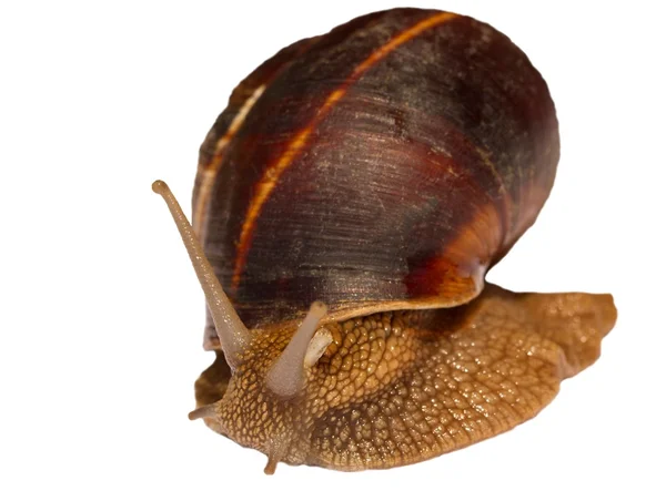 Erdbraune Schnecke im Gehäuse aus nächster Nähe fotografiert. — Stockfoto