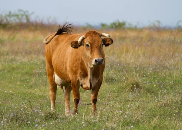 Cheval et vache sur le terrain contre un ciel nuageux . — Photo