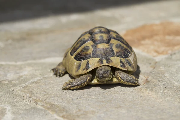 Brown turtle crawls over the flagstones sunny summer afternoon. — Stock Photo, Image