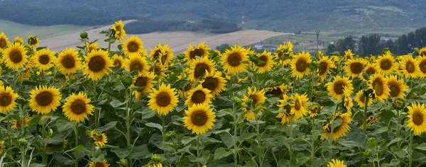 Large and bright sunflowers on the field. — Stock Photo, Image