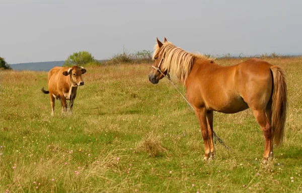 Braunes Pferd weidet an sonnigen Sommertagen auf der Weide. — Stockfoto