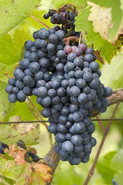 Bando de uvas vermelhas a crescer numa vinha — Fotografia de Stock