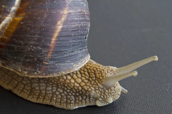 Caracol marrom terroso fotografado perto . — Fotografia de Stock