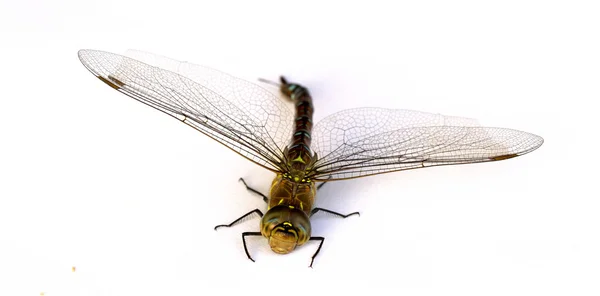 Libélula sobre fondo blanco. Aislar. Primer plano . — Foto de Stock