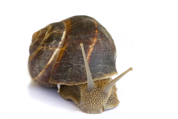 Caracol marrom terroso fotografado perto . — Fotografia de Stock