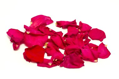 Beyaz zemin üzerine düşmüş yaprakları fotoğrafı yakın çekim.