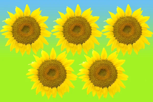 Five large sunflowers isolated on color background. — Stock Photo, Image