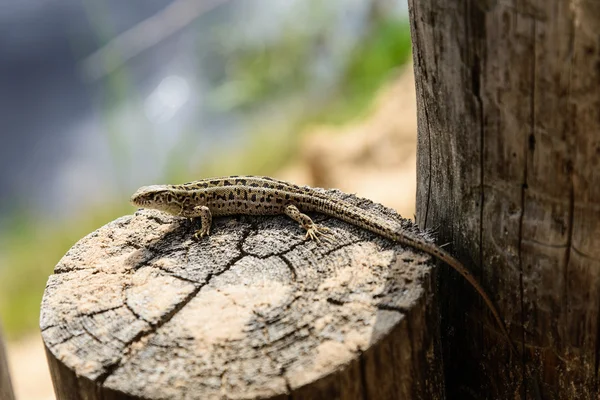 Small lizard posing on tree stump in Razan region , Russia — Stock Photo, Image
