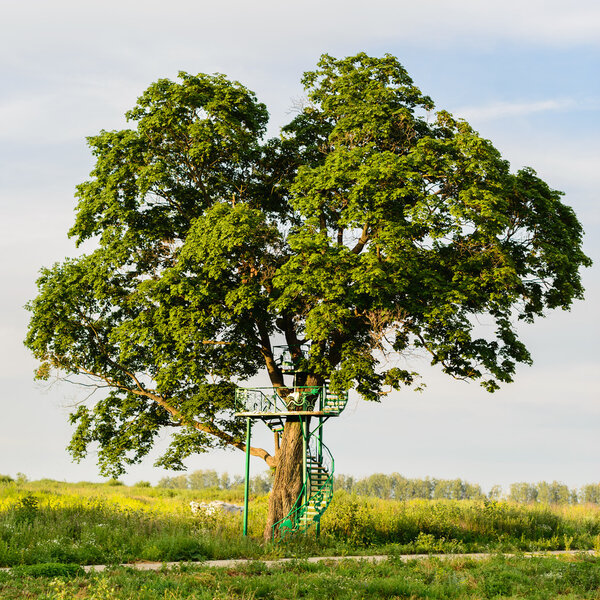huge oak tree growing in the summer field