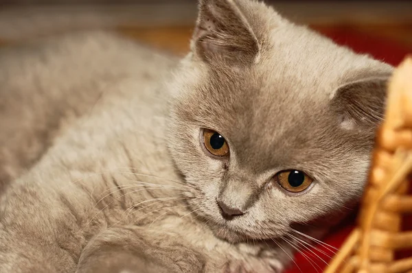 Μικρή βρετανική γατάκια γάτα κάθεται στο καλάθι — Φωτογραφία Αρχείου