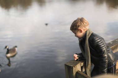 Küçük çocuk arka plandaki gölde dikilen kazları besliyor.