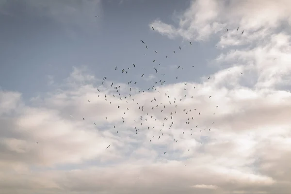 Troupeau Mouettes Dans Ciel — Photo