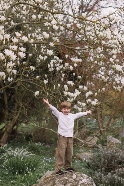 Beyaz gömlekli ve kadife pantolonlu küçük sarışın çocuk. Kollar havada duruyor. Açık havada hem de. Park et. Manolya çiçekleri.