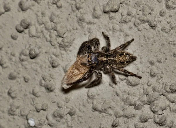 Pantropical Jumping Spider Plexippus Paykulli Comer Inseto Panela Comumente Encontrado — Fotografia de Stock