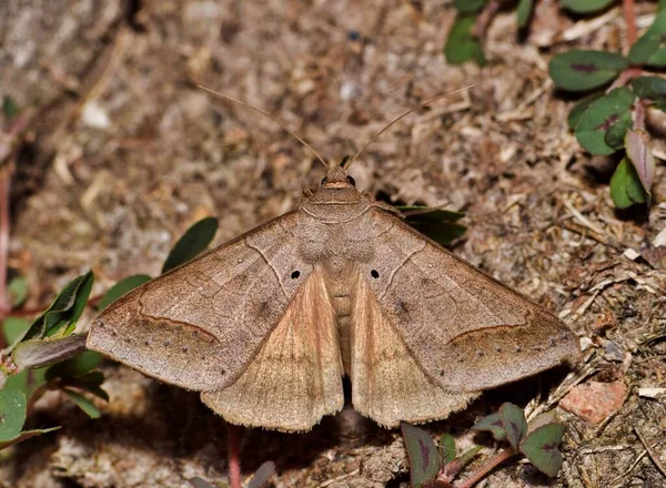 Withered Mocis Moth Mocis Marcida Blending Brown Ground Cover Στο — Φωτογραφία Αρχείου