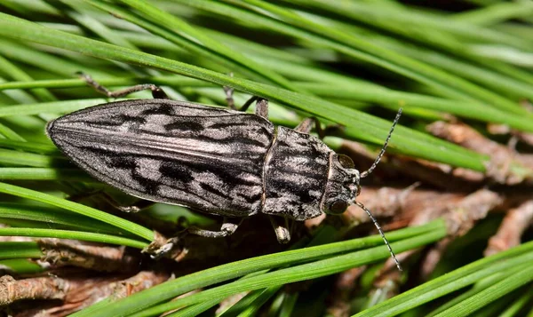 Szobrászati Fenyőbogár Chalcophora Virginiensis Fenyőtűcsomóban Houstonban — Stock Fotó