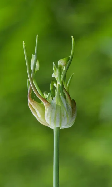 Wild Vitlök Växt Allium Kanadensisk Med Glödlampa Öppnas Upp Ett — Stockfoto