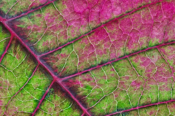 Hoja Poinsettia Euphorbia Pulcherrima Abstracto Macro Verde Rosa Colores Detalles — Foto de Stock