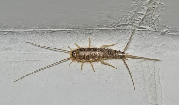 Silverfish Ctenolepisma Longicaudatum Изолирован Белой Стене Интерьера Дома Обычные Вредители — стоковое фото