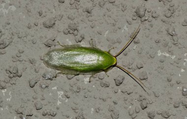 Houston, TX 'te bir bina duvarında Küba Hamamböceği (Panchlora nivea) sırt görüntüsü. Doğaları gereği baş belası olarak görülmezler. Nadiren kapalı yerlerde bulunurlar..
