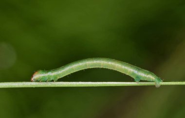 Bir tırtıl (Geometridae) bir çam iğnesi boyunca sürünüyor, Houston 'da ventral görüş, TX.