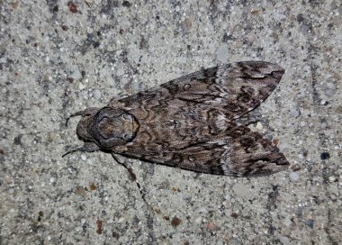Houston 'da Pembe Benekli Şahin (Agrius cingulata) sırt görüntüsü, taştan arka planda TX. Neotropik böcekler tatlı patates ekinlerine zararlı.