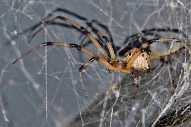 Kahverengi Dul Örümcek Latrodectus geometriksi web tarafında doğa haşere kontrolü.