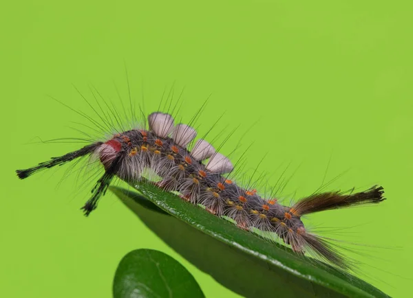 Live Eiken Tussock Rups Orgyia Detrita Een Blad Zijaanzicht Met — Stockfoto