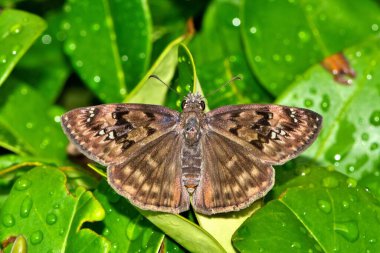 Horace 's Duskywing (Erynnis Horatius) kelebeği ıslak Hint Hawthorn yaprakları üzerinde kanatları açık.