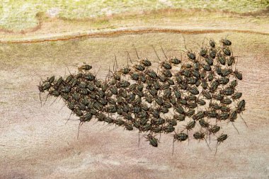 Ortak Barklouse kolonisi (Cerastipsocus venosus) gece Houston, TX 'te bir Crepe Myrtle ağaç dalında toplandı. Zararsız, yararlı böcekler ağaç kabuklarını ve yosunları temizliyor..