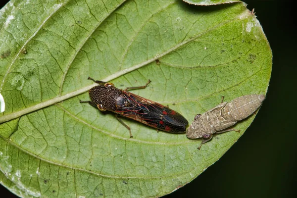 Sharpshooters Árbol Humo Homalodisca Liturata Adulto Ninfa Una Hoja Crepe —  Fotos de Stock