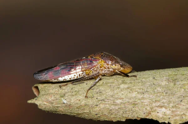 Vista Ventral Sharpshooter Con Alas Vidriosas Homalodisca Vitripennis Descansando Corteza — Foto de Stock