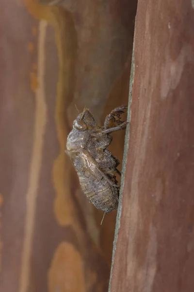 Prázdné Cicada Exuviae Připojené Svisle Stromu Crepe Myrtle Houstonu Během — Stock fotografie