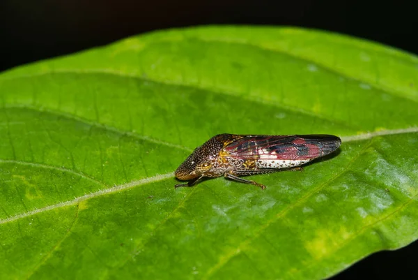 Vetroresina Sharpshooter Homalodisca Vitripennis Vista Ventrale Poggiante Una Foglia Crepe — Foto Stock