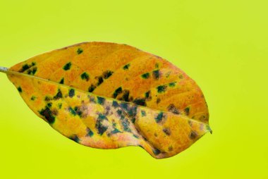 Ölü Hint Hawthorn yaprağı (Rhaphiolepis Indica) üzerinde hastalık lekeleri olan sarı arka planda izole edilmiş.