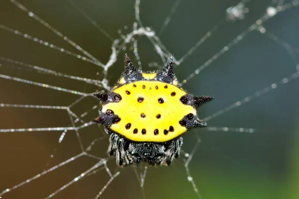 位于美国德克萨斯州休斯顿市的蜘蛛网 背向宏观视图中的蜘蛛网中的雌蜘蛛 — 图库照片
