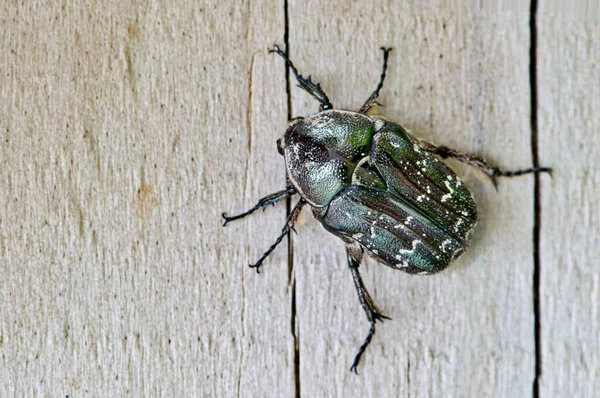 Dark Flower Scarab Kever Euphoria Sepulcralis Houten Planken Dorsale Weergave — Stockfoto