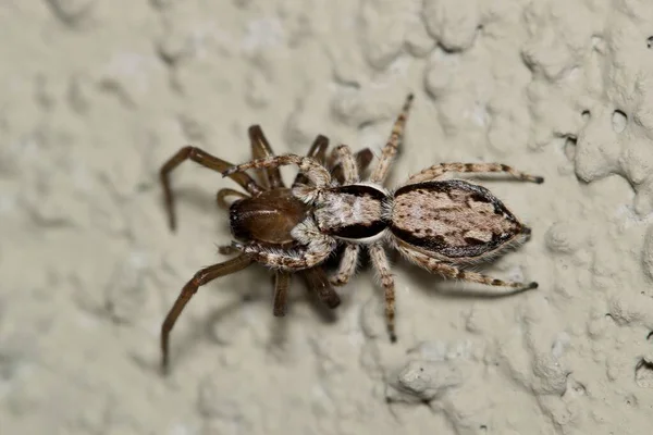 Skokan Šedý Menemerus Bivittatus Samice Chytila Dalšího Pavouka Jako Kořist — Stock fotografie