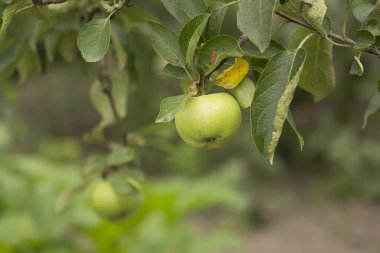taze yeşil elma ağacı üzerinde