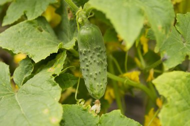 Salatalık ve bir yatakta çiçek büyüyen
