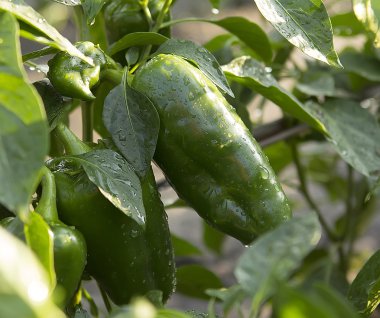 Bahçede yeşil biber 