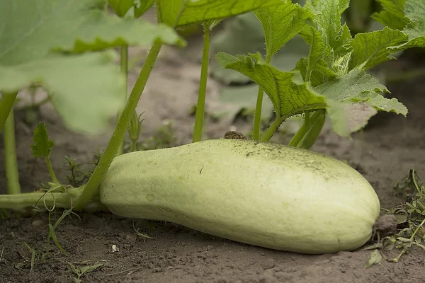 Vue rapprochée des courgettes matures — Photo