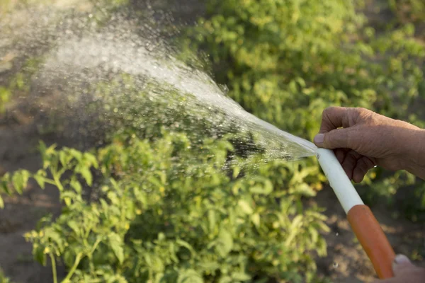 Giardino di irrigazione di lavoro da tubo — Foto Stock