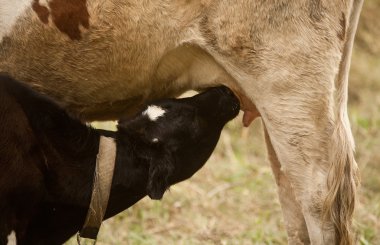 buzağı içme sütü inek anne